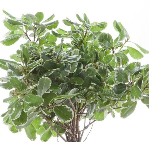 10 Pittosporum fur