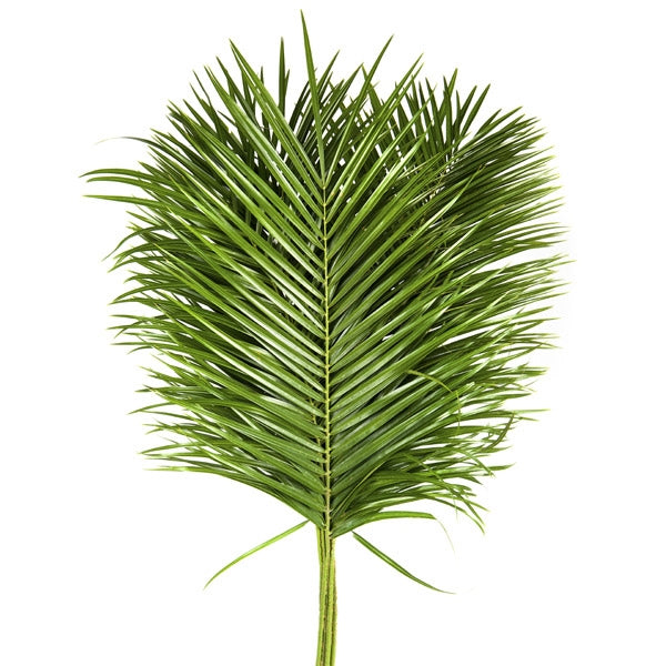 10 Phoenix Roebelenii leaf