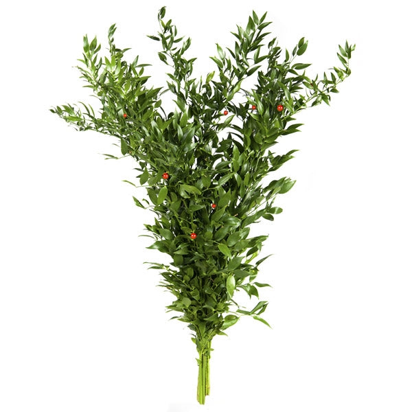 10 Ruscus