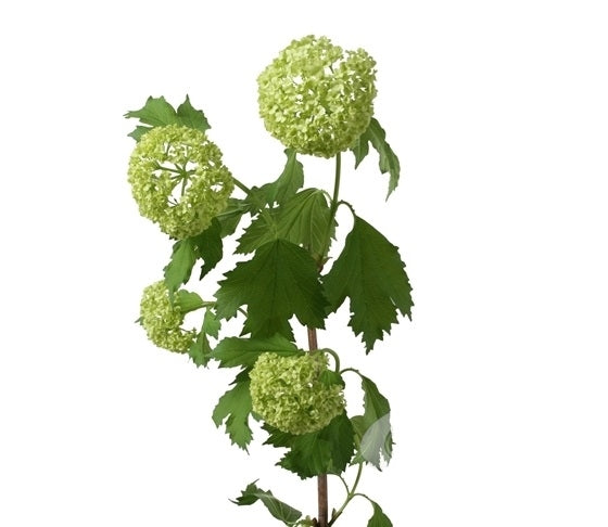 10 Viburnum Opulus (boule de neige) 3 - 4 tasse