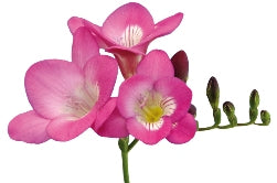 25 Freesias en différentes couleurs