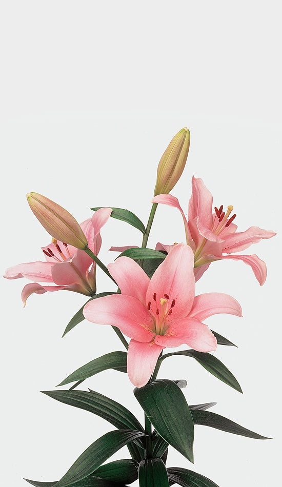 10 lilies Asian in various colors 4 + flowers