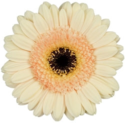 20 Germini's in diverse kleuren