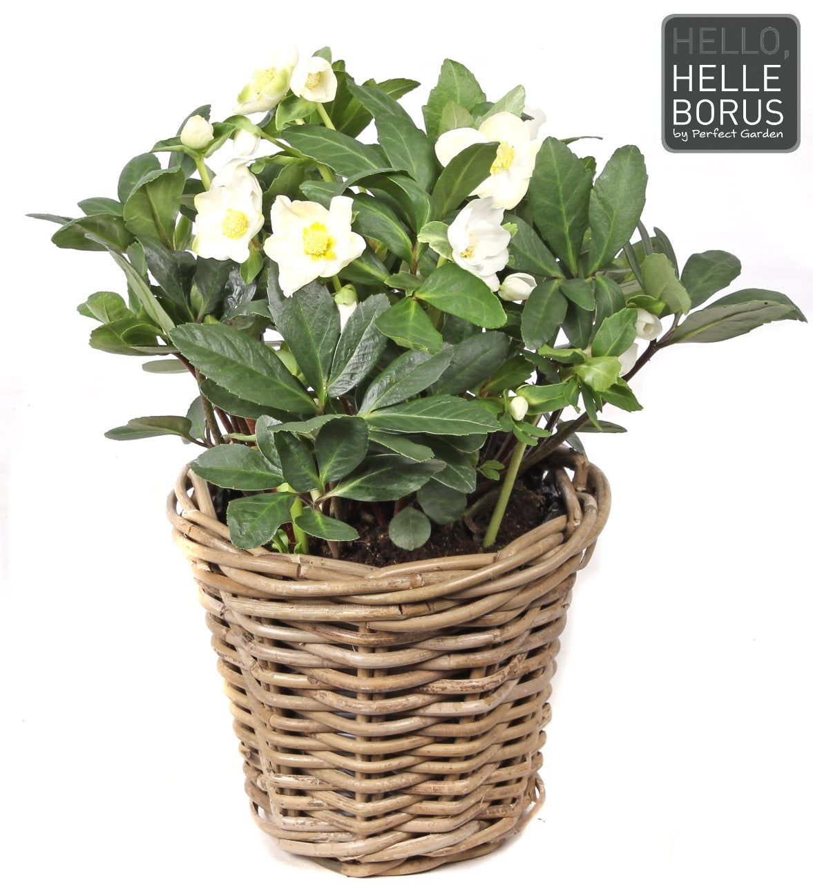 Helleborus Niger in a wicker basket