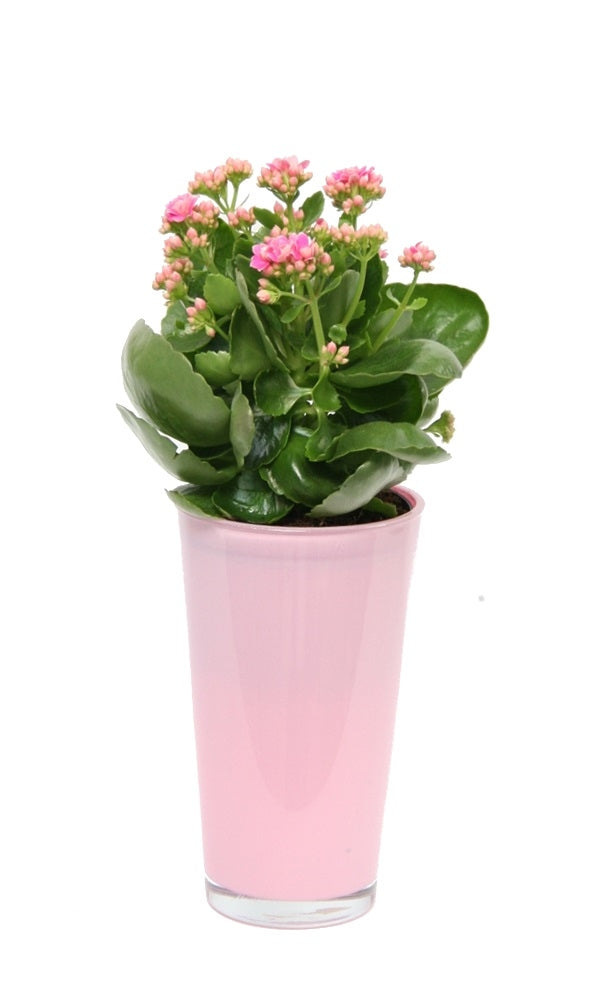 Kalanchoe in a high pink glass spot