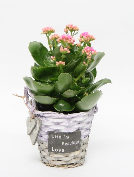 Kalanchoe in wicker basket lavender brown with hearts