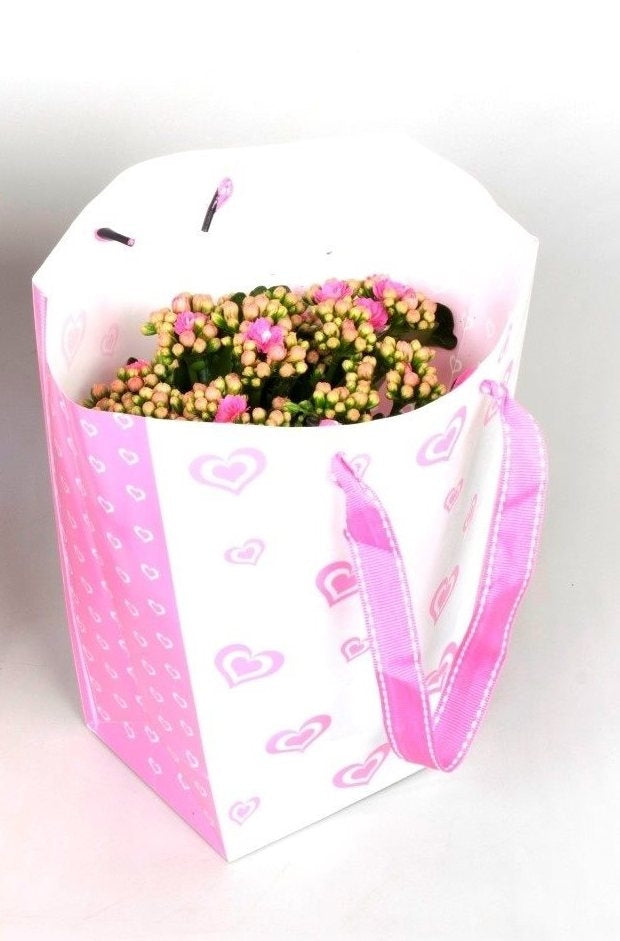 Kalanchoe in Love bag