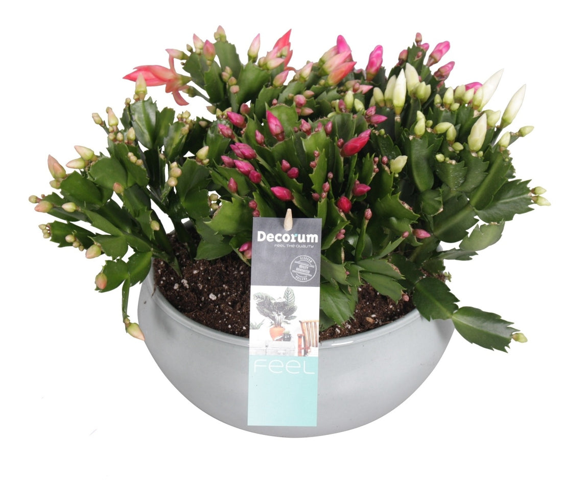 Schlumbergera Mix in a round ceramic dish