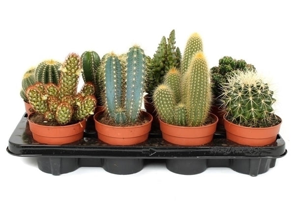 Cactus pot 12 cm mélangé dans un plateau d'enchères