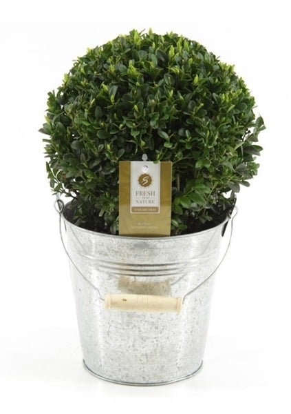 Buxus ball diameter 30 cm in a sink bucket