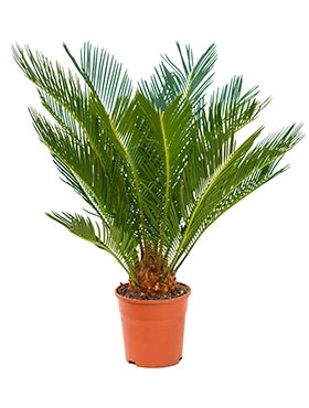 Cycas Revoluta in the cultivation pot