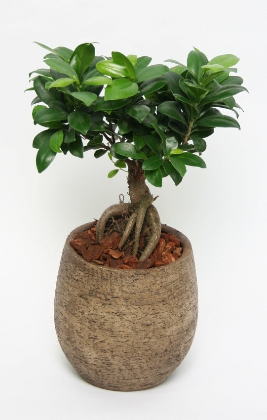 Ficus ginseng in a taupe -colored ceramic pot