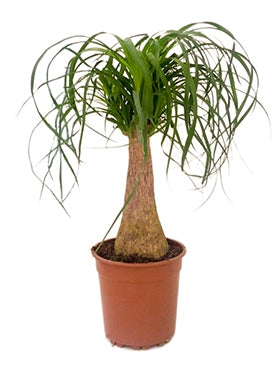 Nolina Beaucarnea in the cultivation jar