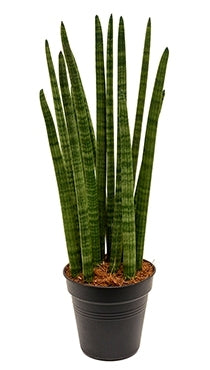 Sansevieria Tower in the cultivation pot