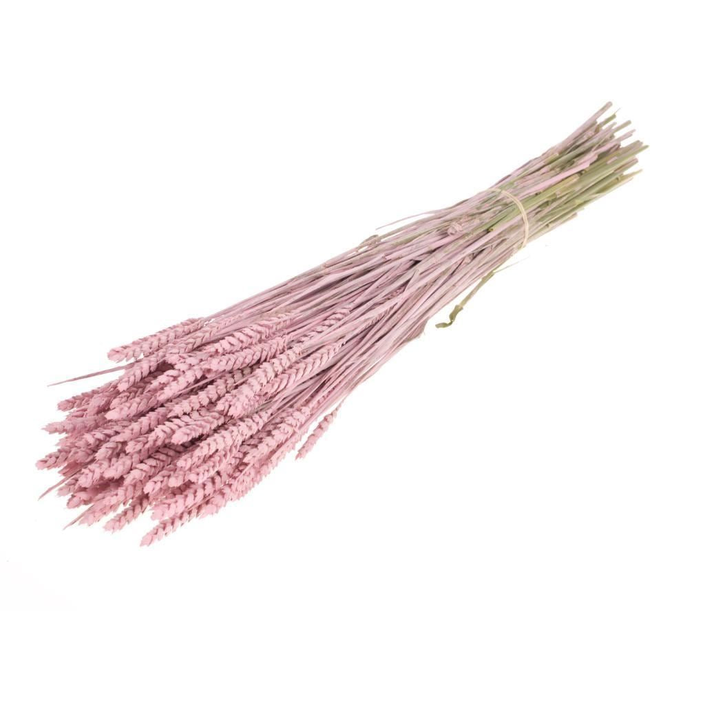 Gedroogde Tarwe misty roze (Triticum)