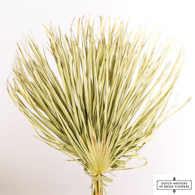Gedroogde chamaerops bladeren – naturel
