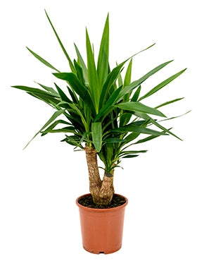 Yucca branched in the cultivation jar