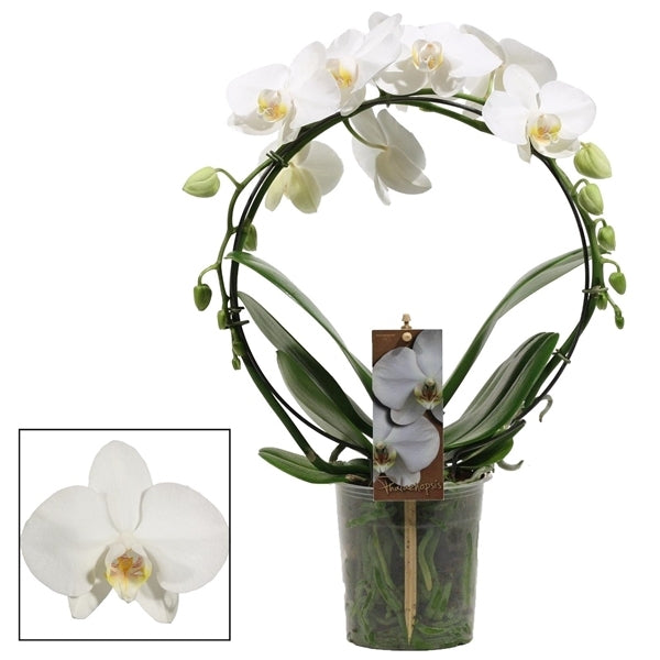 Phalaenopsis white bow shape