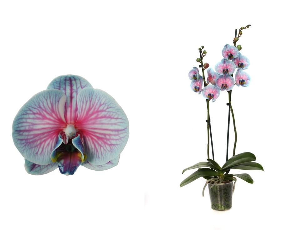 Phalaenopsis bubblegum 2 branches peintes