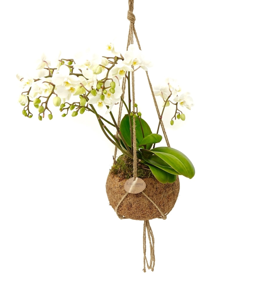 Phalaenopsis Wild Orchid in a coconut scale