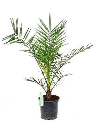 Phoenix Canariensis in the cultivation jar