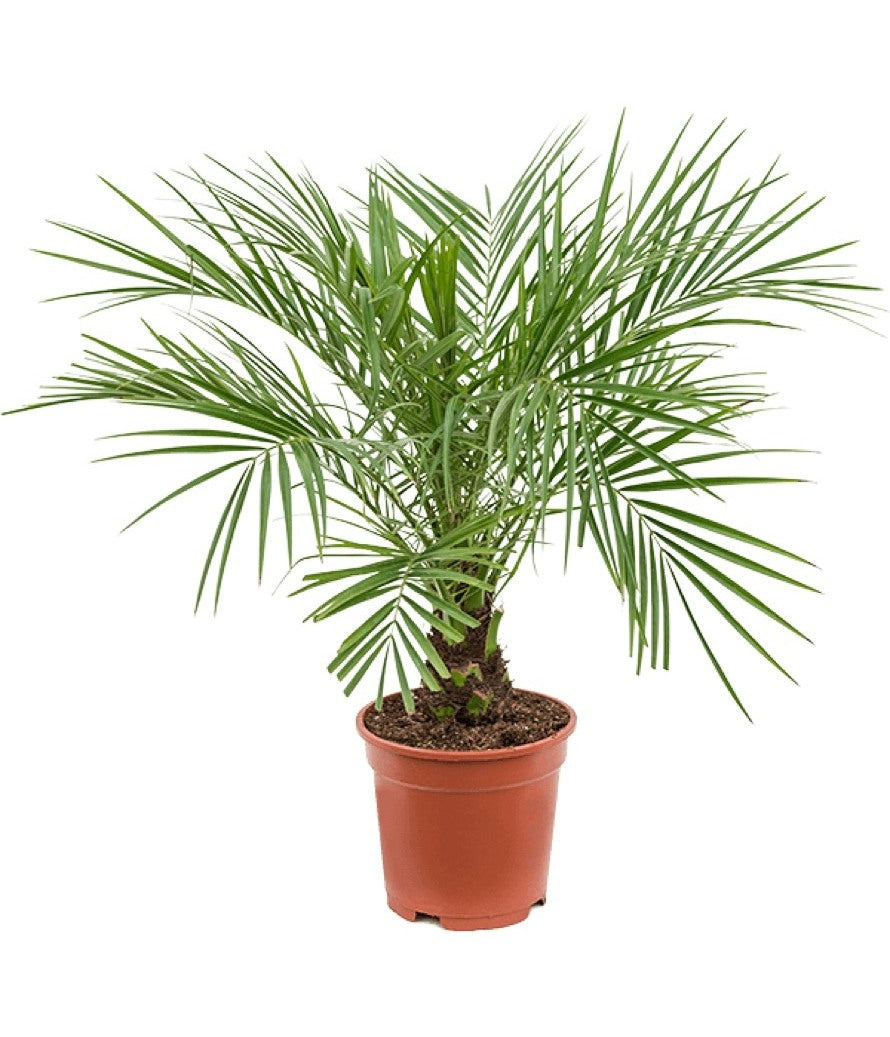 Phoenix Roebelenii in the cultivation jar