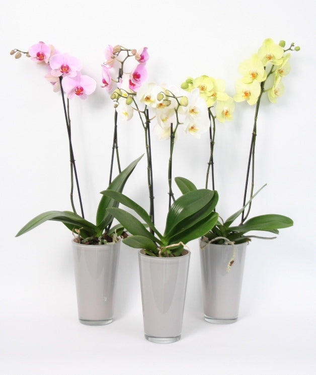 Phalaenopsis 2 takken in een hoge taupe kleurige glaspot