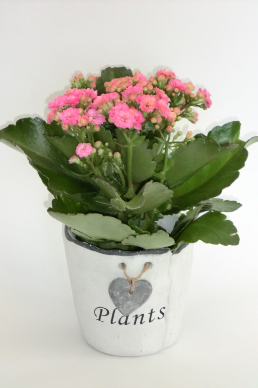 Kalanchoe dans un pot de plantes blanches avec un pendentif cardiaque