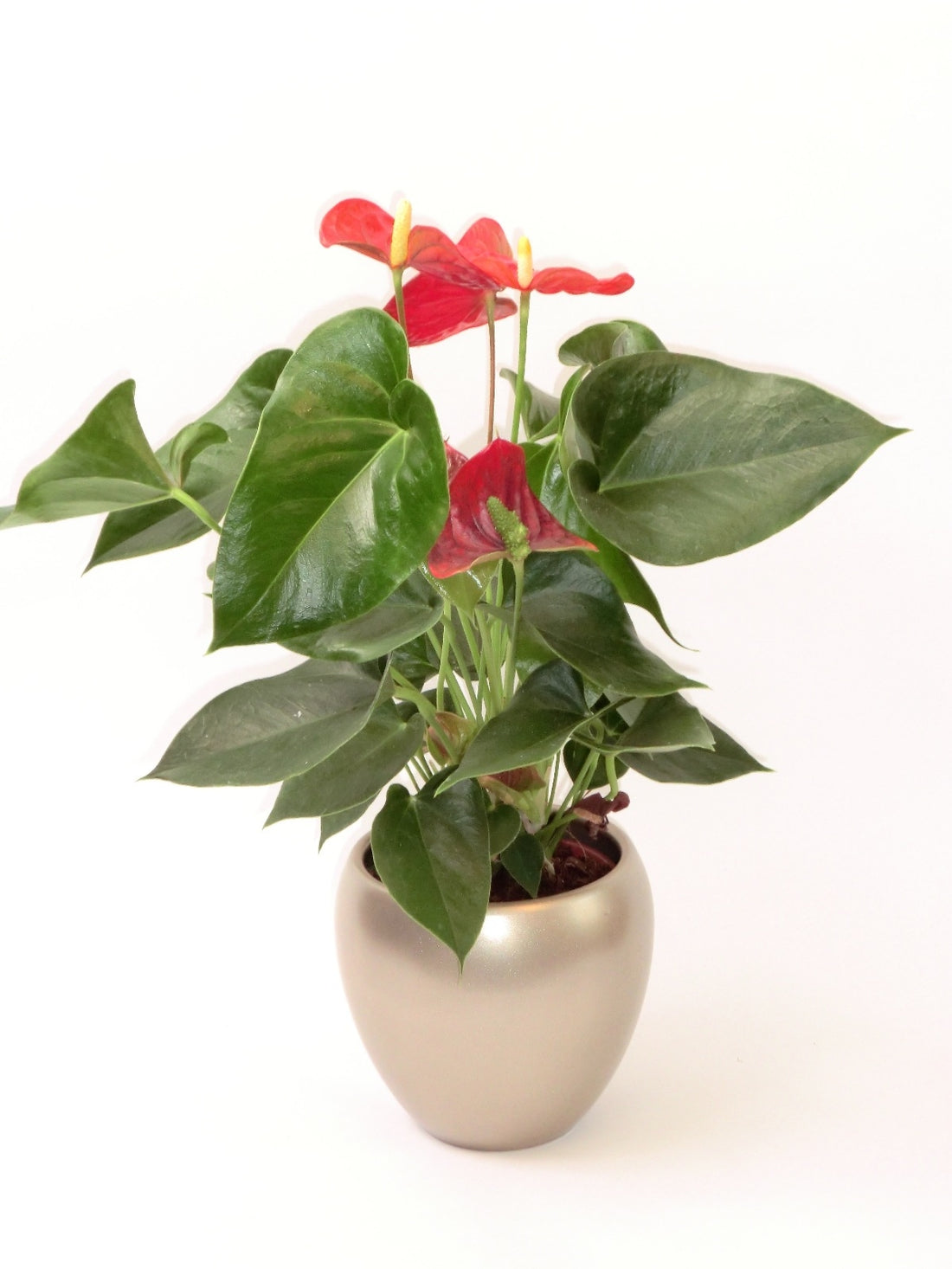 Anthurium dans un pot de champagne en céramique