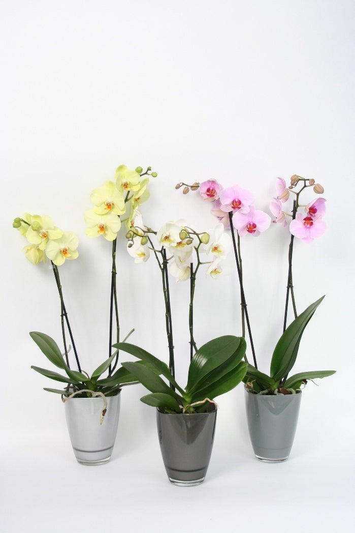 Phalaenopsis 2 Zweige in einem grautonfarbenen Glasfleck