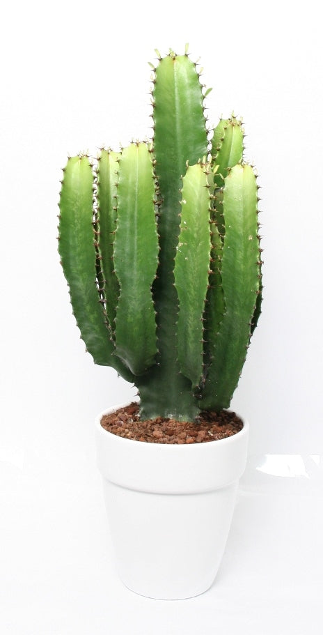Euphorbia Acruensis in a white ceramic pot