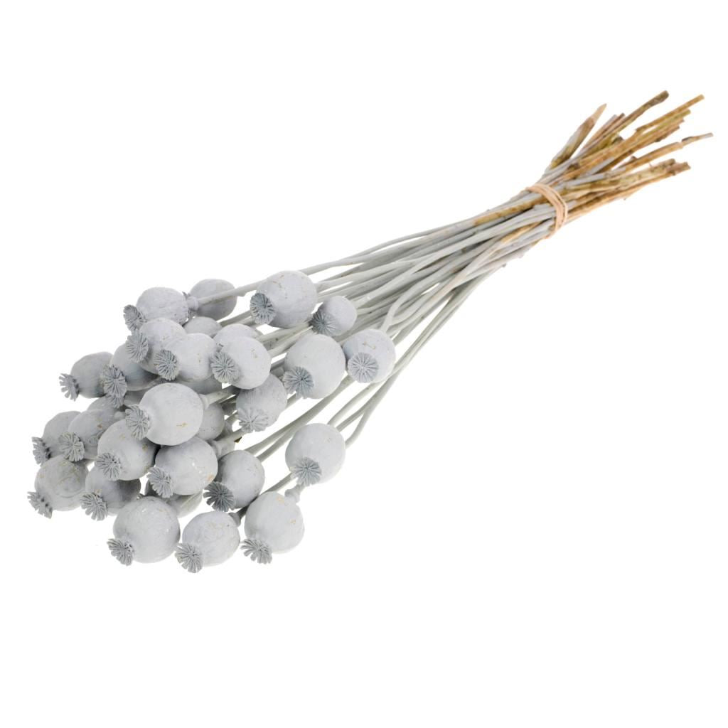 Gedroogde Papaver – grijs