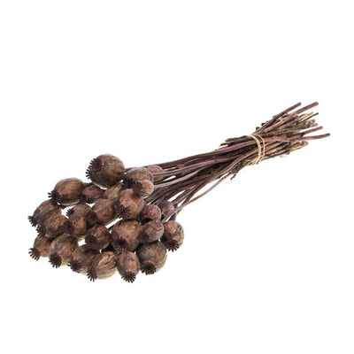 Gedroogde papaver – donkerbruin