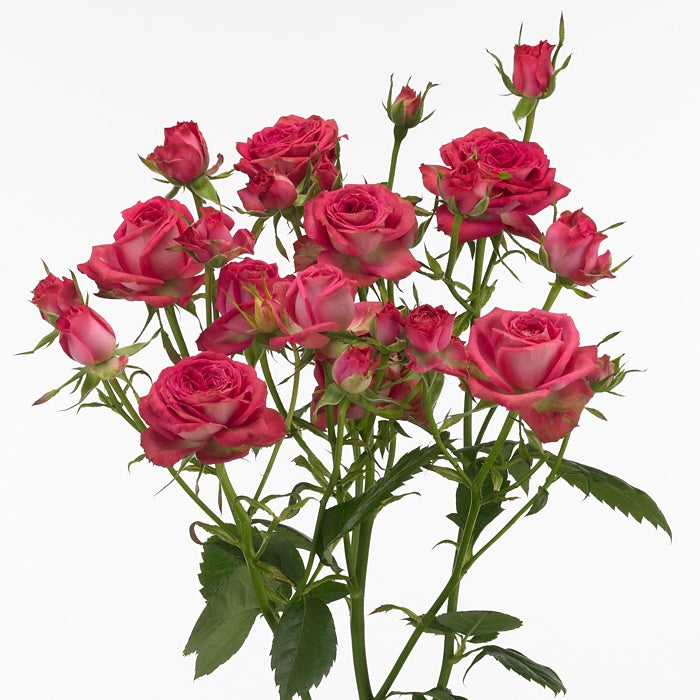 Bouquet Longueur Trosrozen rose foncé 60 cm