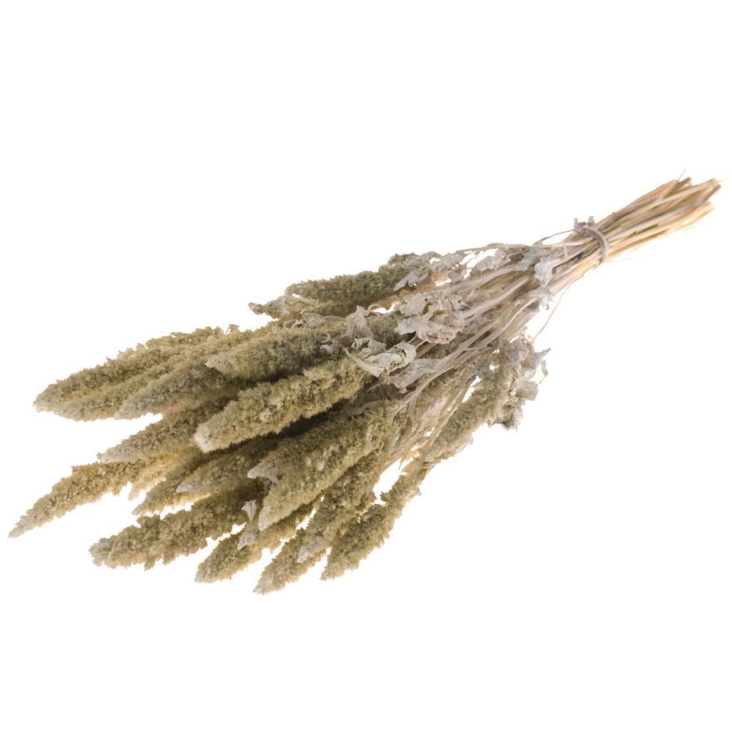 Dried Amaranthus Misty White