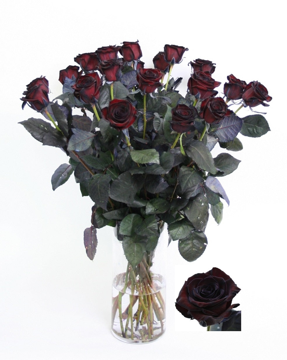 Schwarze Rosen 10 lange große, blühende schwarze Rosen