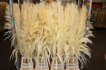 Pampas grass feathers filled bleached plumes XL