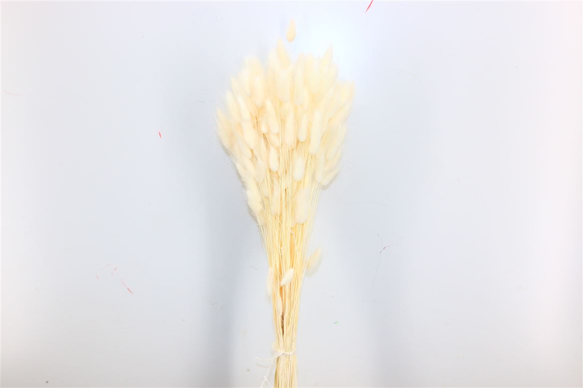 Dried Lagurus Ovatus Bleaked White