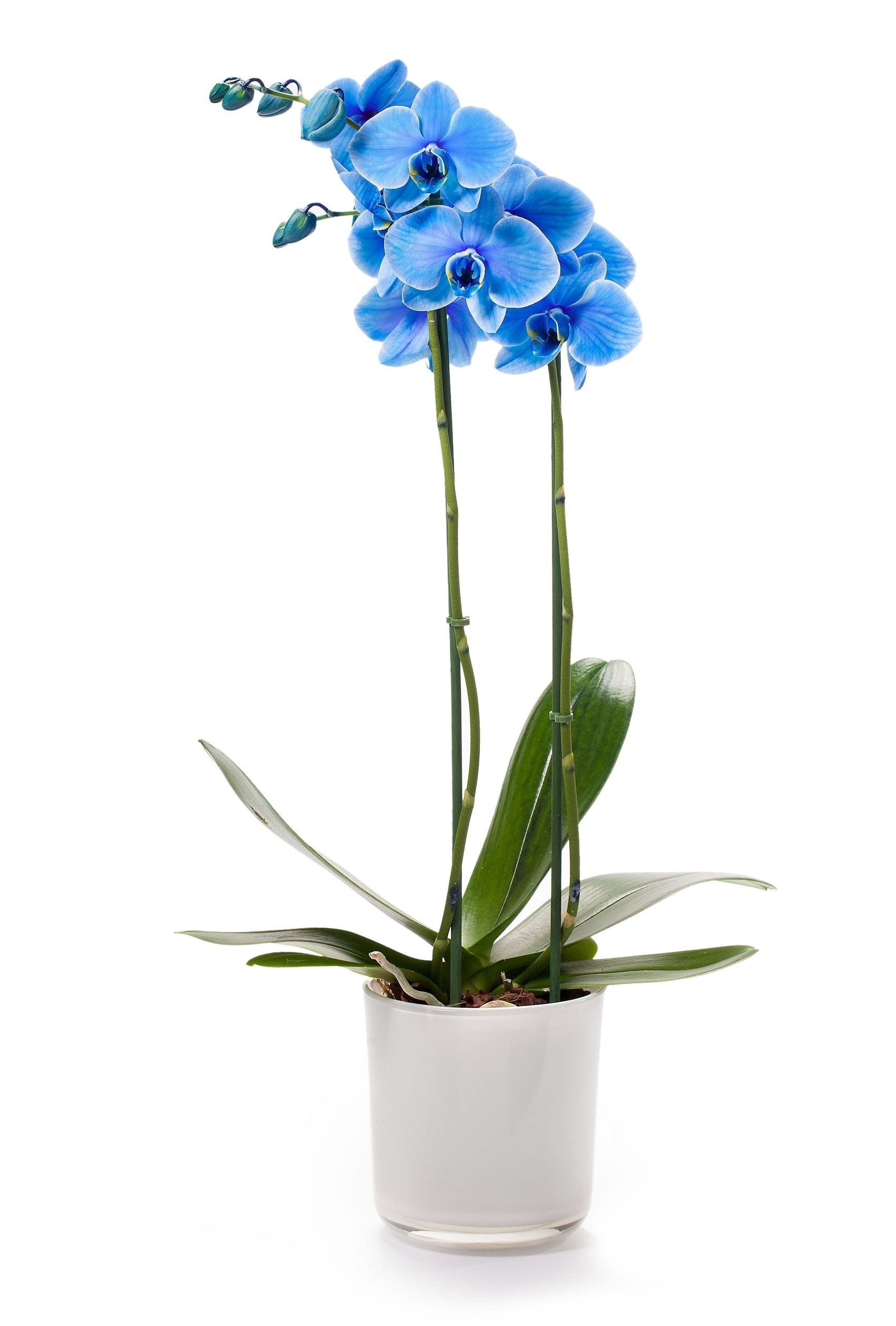 Phalaenopsis 2 Zweige blau in einem weißen Glasflecken gestrichen