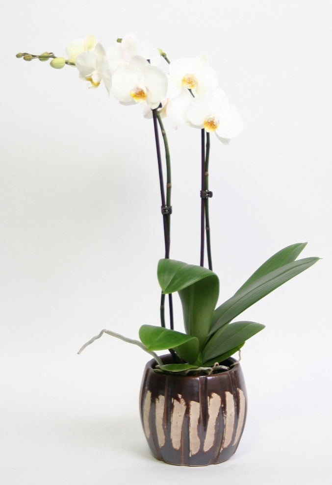 Phalaenopsis Pot 15 cm dans le jumeau en céramique brun
