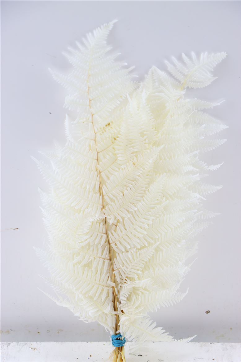 Berg Varen Gebleekt en gepreserveerd