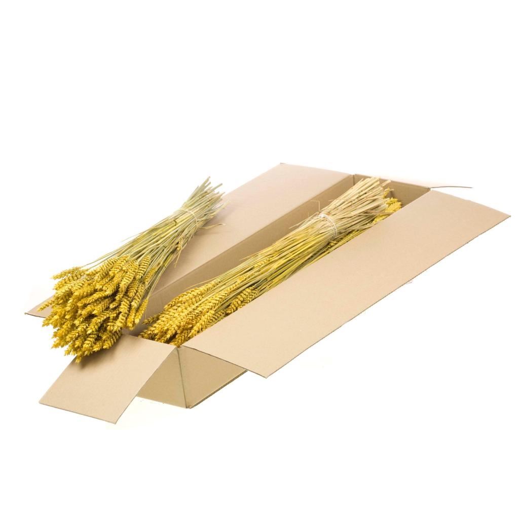 Dried wheat yellow