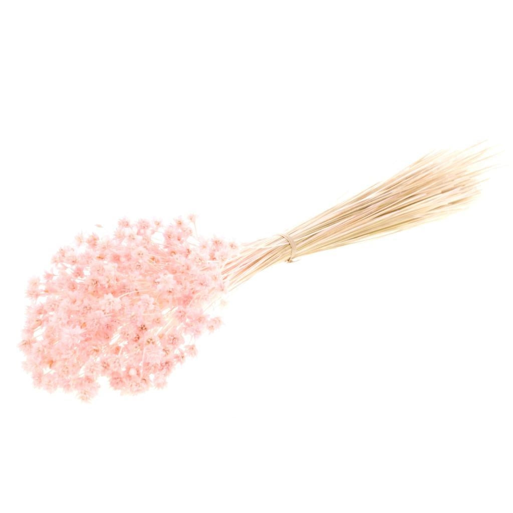 Hügelblume bleichte Rosa