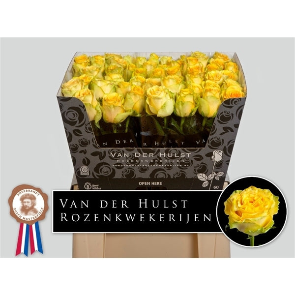 Rosenstrauß von 10 langen großen, blühen gelben Rosen