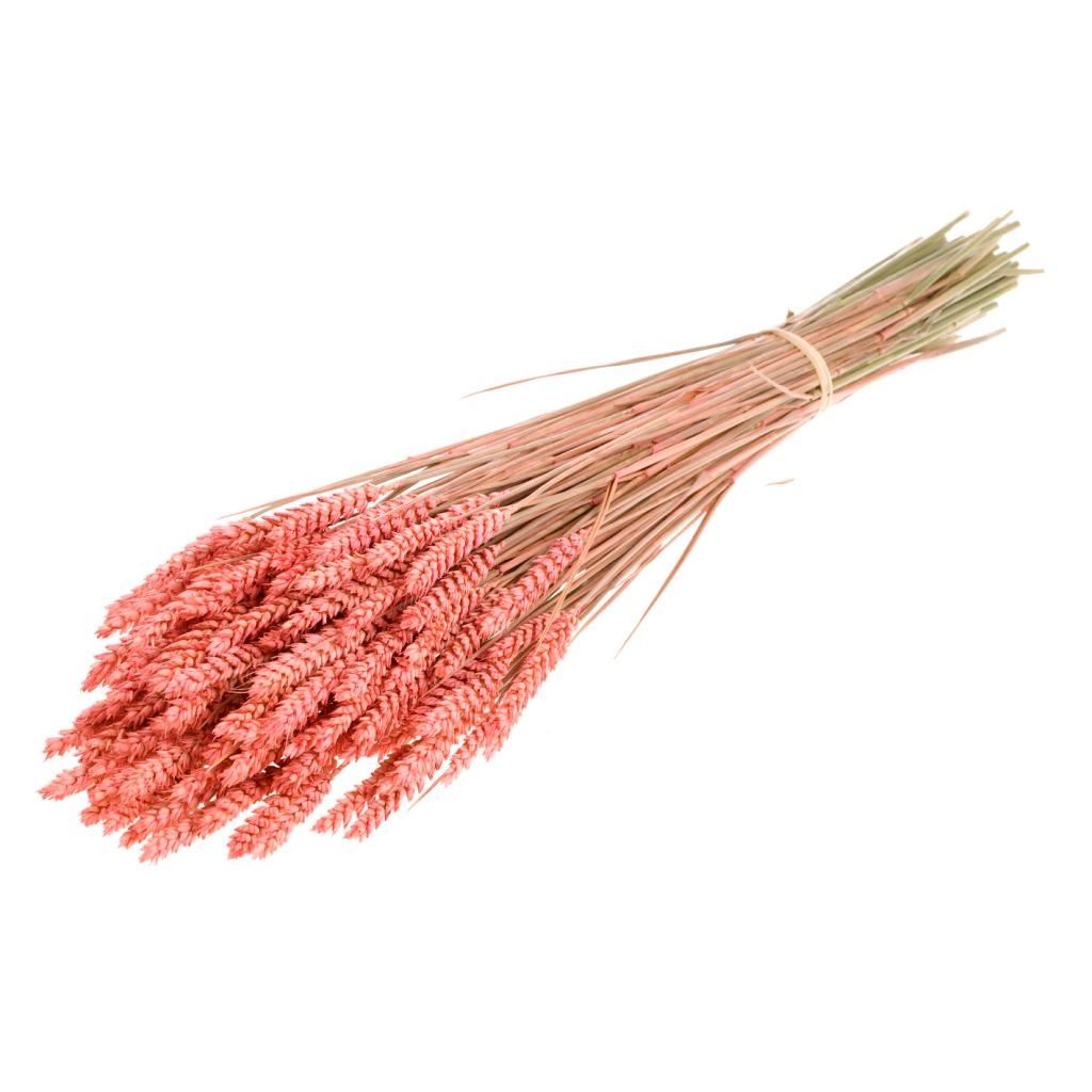 Dried wheat pink