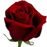 20 lange Rozen middel grootbloemig van 60 cm