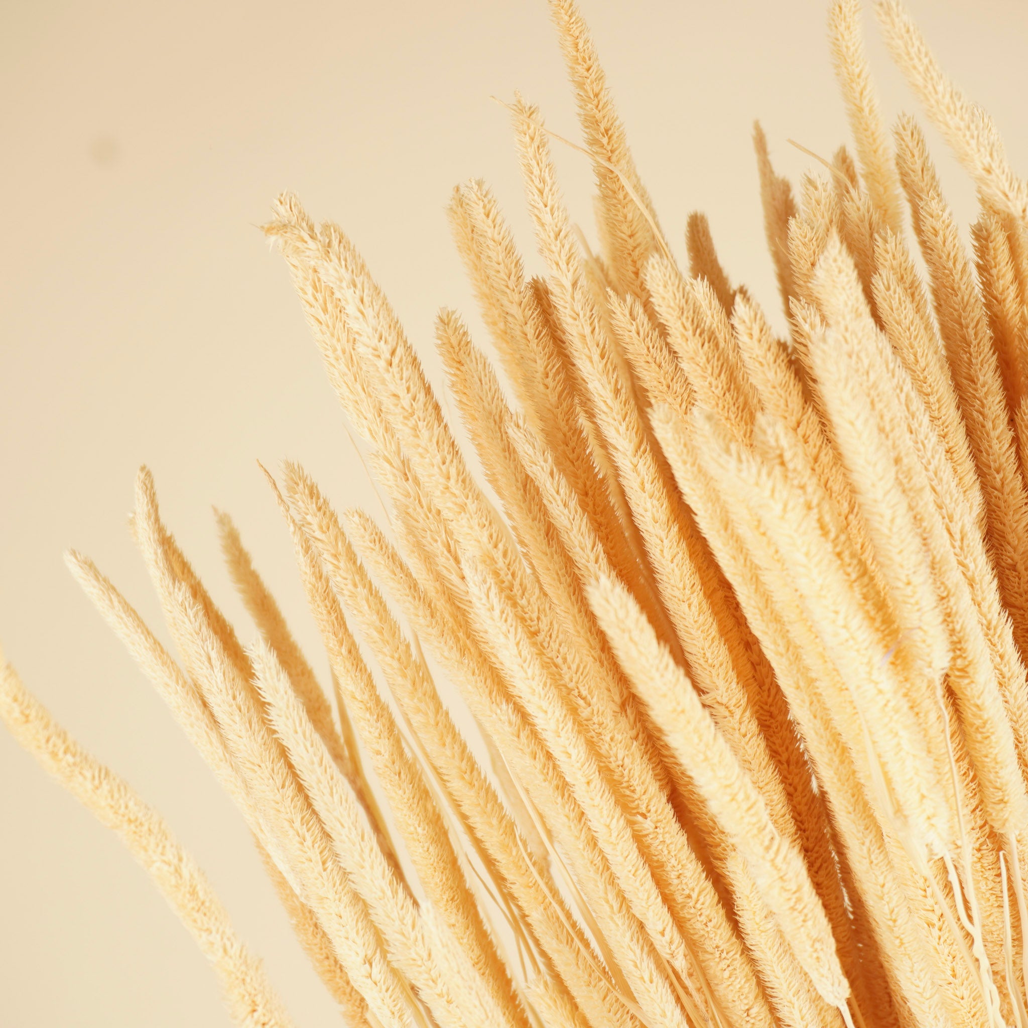 Gedroogde phleum pratensis – gebleekt