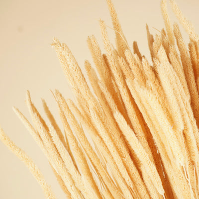 Gedroogde phleum pratensis – gebleekt