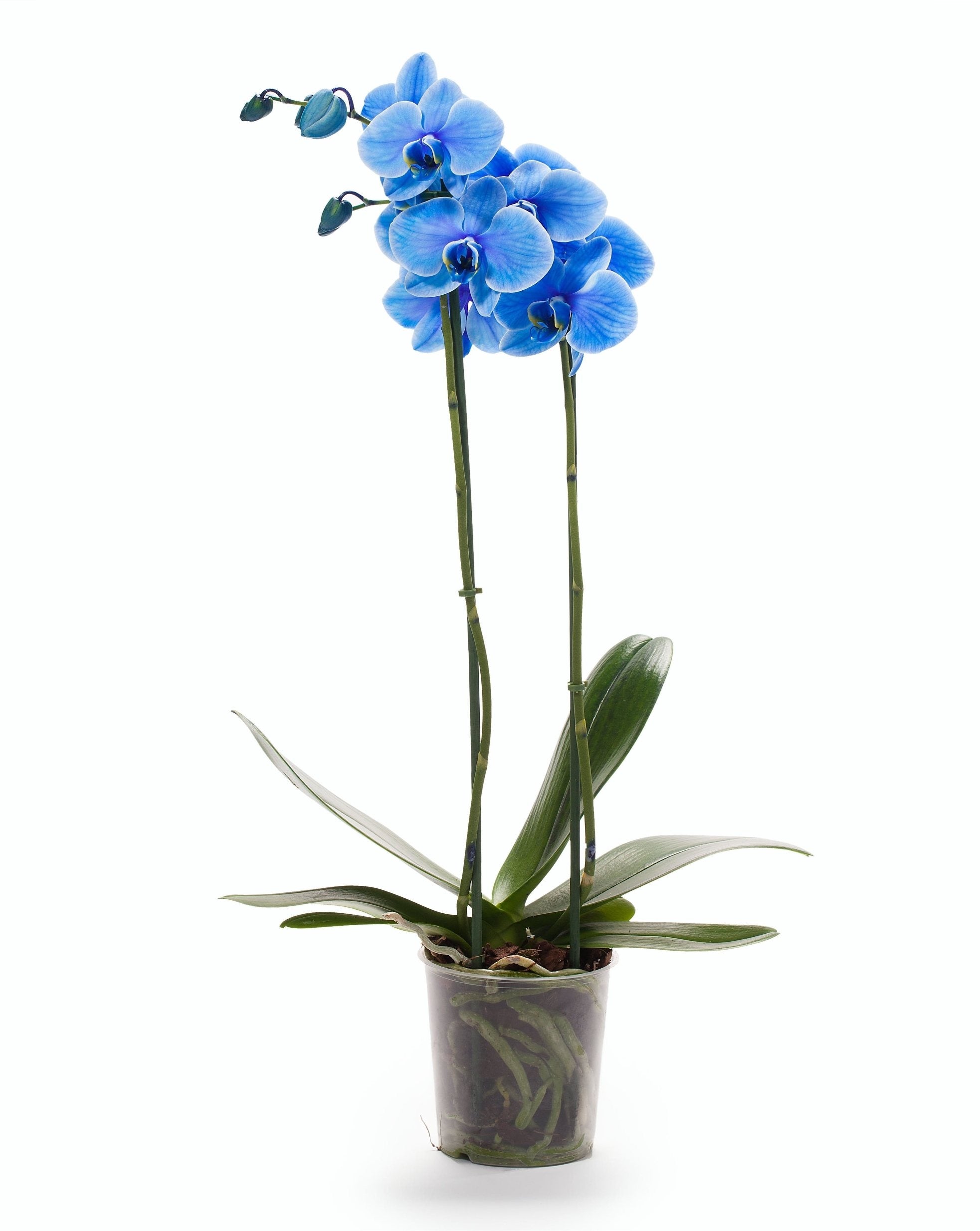 Phalaenopsis blau mit 2 Zweigen gemalt