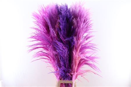 Pampas grass milka well -filled soft feathers dried